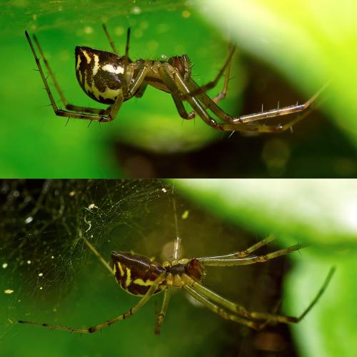 Réf. 306 970 : Linyphia triangularis